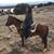 Leslie Ullrich's profile image