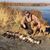 Jason Snyder's profile image