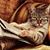 Arthelia Fine's profile image