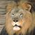 Stacey Conn's profile image