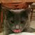 Jennifer Lew's profile image