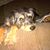 Shotsie Dubow's profile image