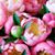 Dee Ress's profile image