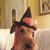 Skippy Curley's profile image