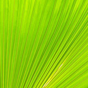 BasketWeaver C.'s profile image