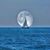 Trish Quinn- Hilton's profile image