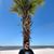 Joshua Clemens's profile image