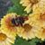 Rose Marie Williams's profile image