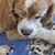 Mary Anne Hamilton Simonds's profile image