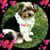 Sandy Rhodes's profile image