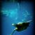 Tina Everding's profile image