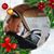 Corina Collins's profile image