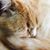 Loreen Hautekeet's profile image