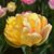 Celeste Ann Plaisted's profile image