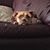 Rosemary Boross's profile image