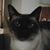 Stephanie Beetl's profile image