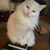 Jackie James-Quercia's profile image