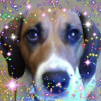 Toni Passarelli Quillin's profile image