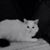 Pam Hembree's profile image