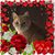 Leigh Shipley Carr's profile image
