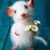 Donna Higgins's profile image
