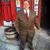 Anthony Lamaida's profile image