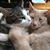 Amber Grimm's profile image