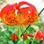 Cynthia Frigo's profile image