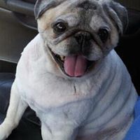 Donna Headrick's profile image