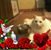 Gail V Sorrell's profile image