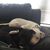 Rosie Vizineau's profile image