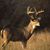 Bud Hall's profile image