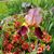 Carol Buckley Green's profile image