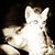 Khao-tong Treesuwan's profile image
