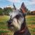 Asta Woofer's profile image