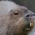 Simon Potter's profile image