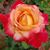 Cynthia Holder-Gillett's profile image