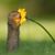 Louise Barnes Thomason's profile image