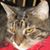 Annette Michelle Green's profile image