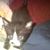 Shy Davis's profile image