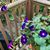 Ellen Konyndyk-Keener's profile image