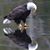 Collin Kirchoffner's profile image