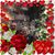 Mary Lang's profile image