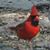Marci Forst's profile image