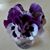 Dodie Stevens's profile image