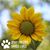 Amy Williams Nicholas's profile image
