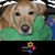Lynda Rodgers's profile image