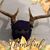 Daniel Sommer's profile image
