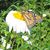 Lisa Geisinger's profile image