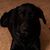 Craig Hilton's profile image